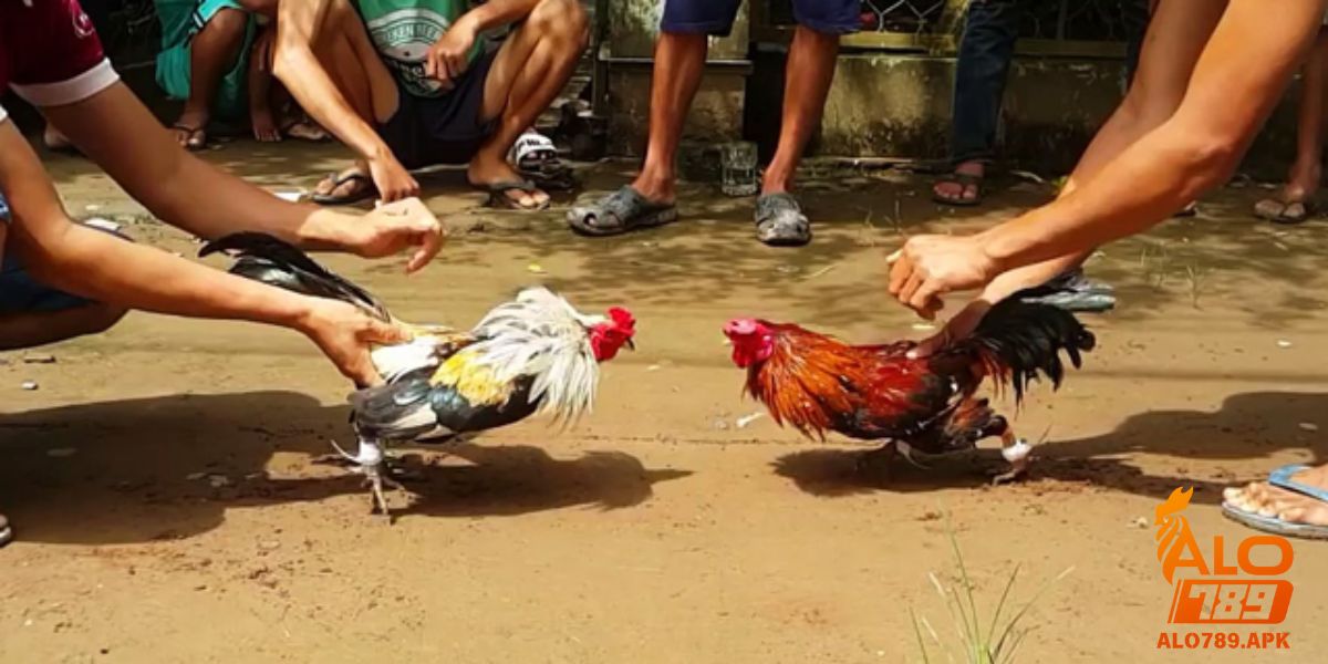 Các bước ngâm chân đúng cách giúp chiến kê chiến thắng tại ALO789