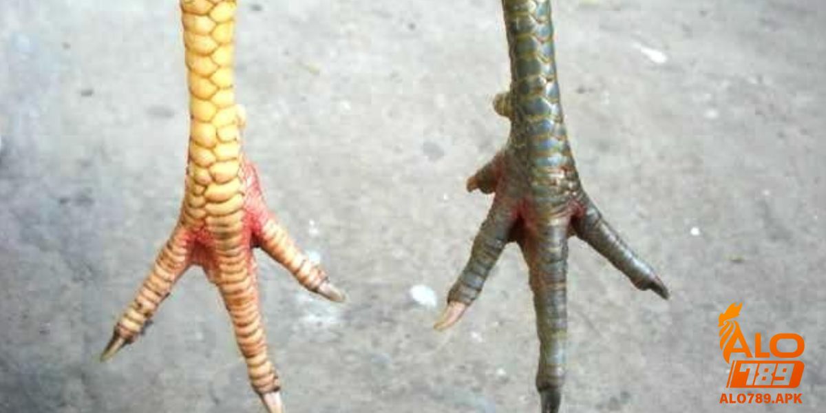 Cách xem vảy gà để tìm ra chiến kê mạnh nhất tại ALO789