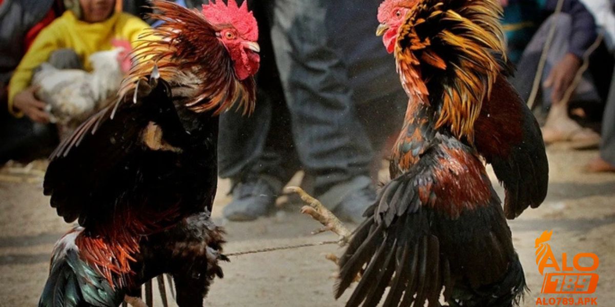 Đôi nét về Trường gà Mộc Hóa