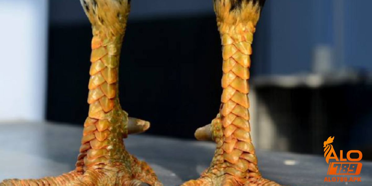 Giới thiệu về vảy gà