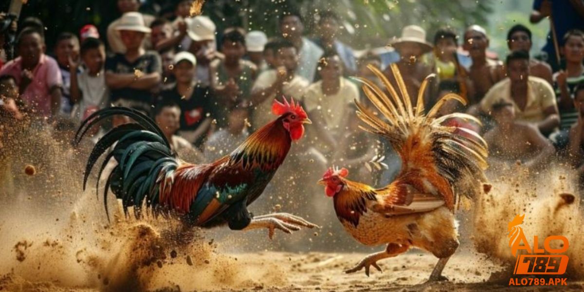 Lý do nên chọn nền tảng Alo789 để tham gia đá gà trực tiếp