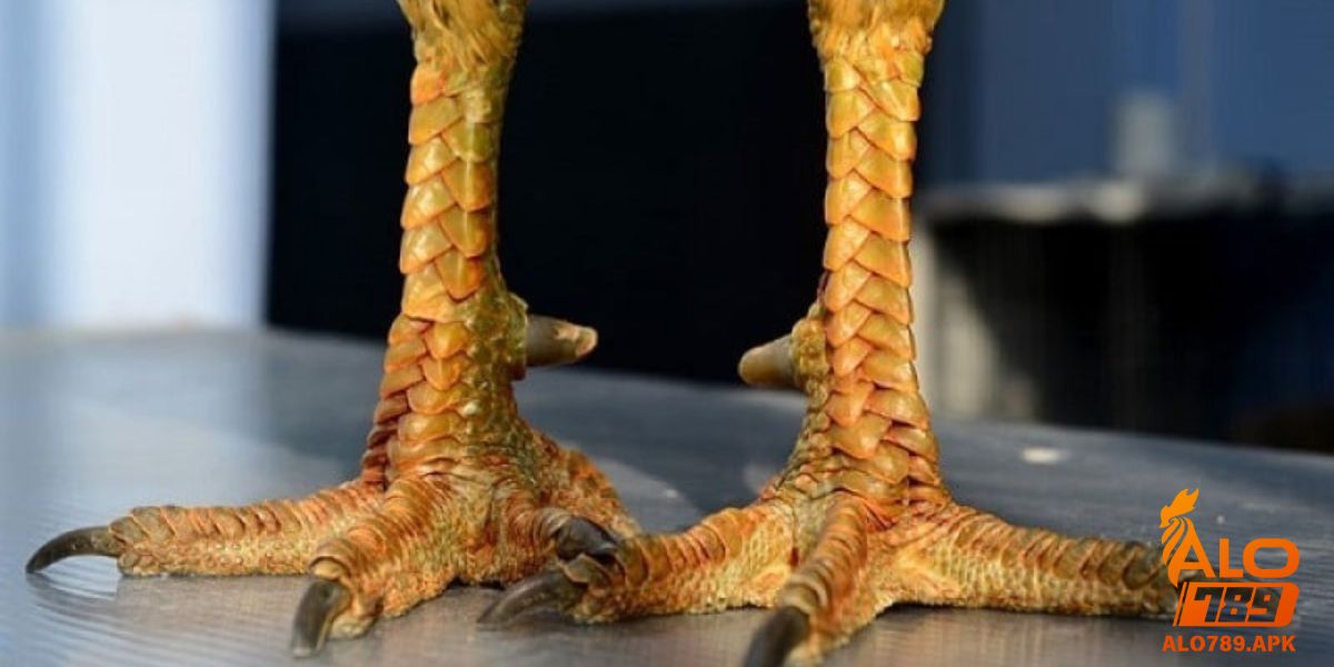 Lý do vảy gà có vai trò quan trọng trong việc chọn chiến kê