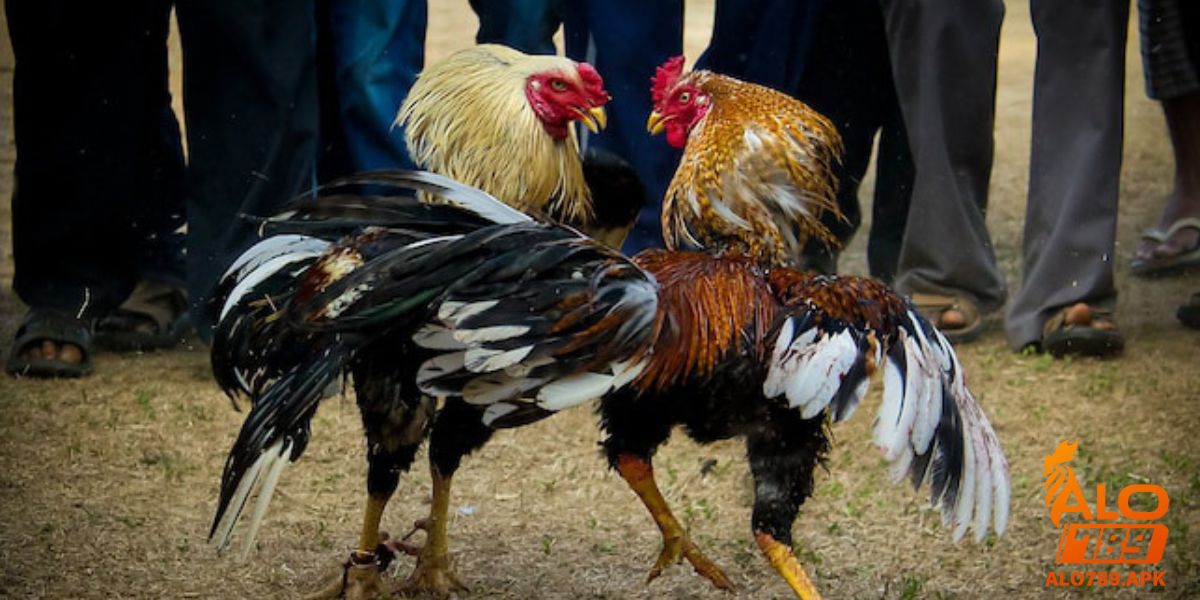 Ngâm chân gà chọi là gì?