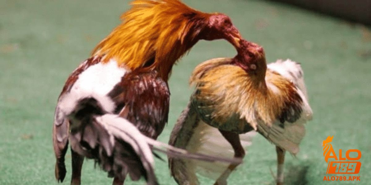 Nguồn gốc và lịch sử của trường gà