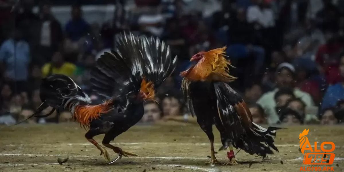 Những chiến kê đỉnh cao tại Trường gà Mộc Hóa