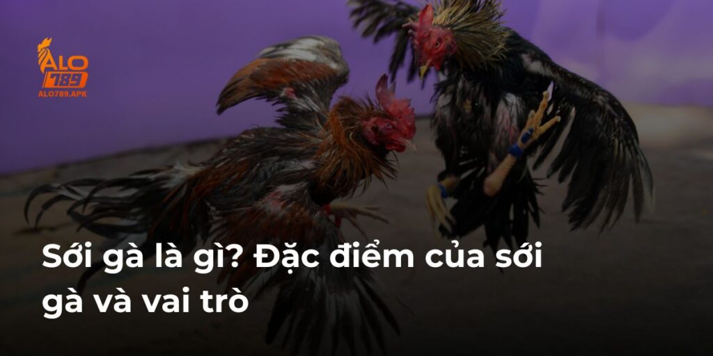 Sới gà là gì? Đặc điểm của sới gà và vai trò