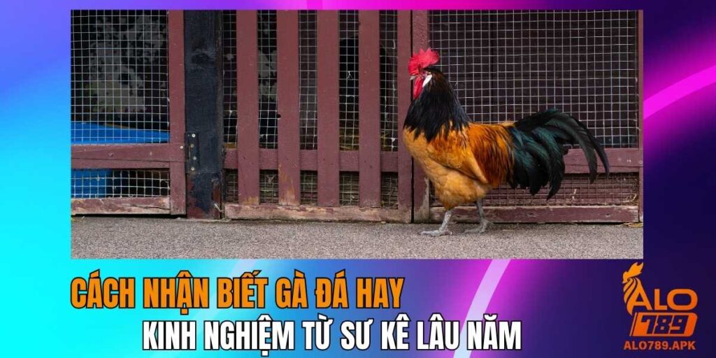 Cách Nhận Biết Gà Đá Hay – Kinh Nghiệm Từ Sư Kê Lâu Năm
