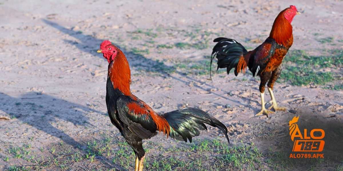 Cách nhận biết gà đá hay qua sức khỏe & thể lực